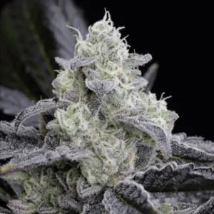Silent Seeds L.A. Vanilla Cake feminisiert