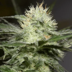 Silent Seeds Lemon Sorbet feminisiert