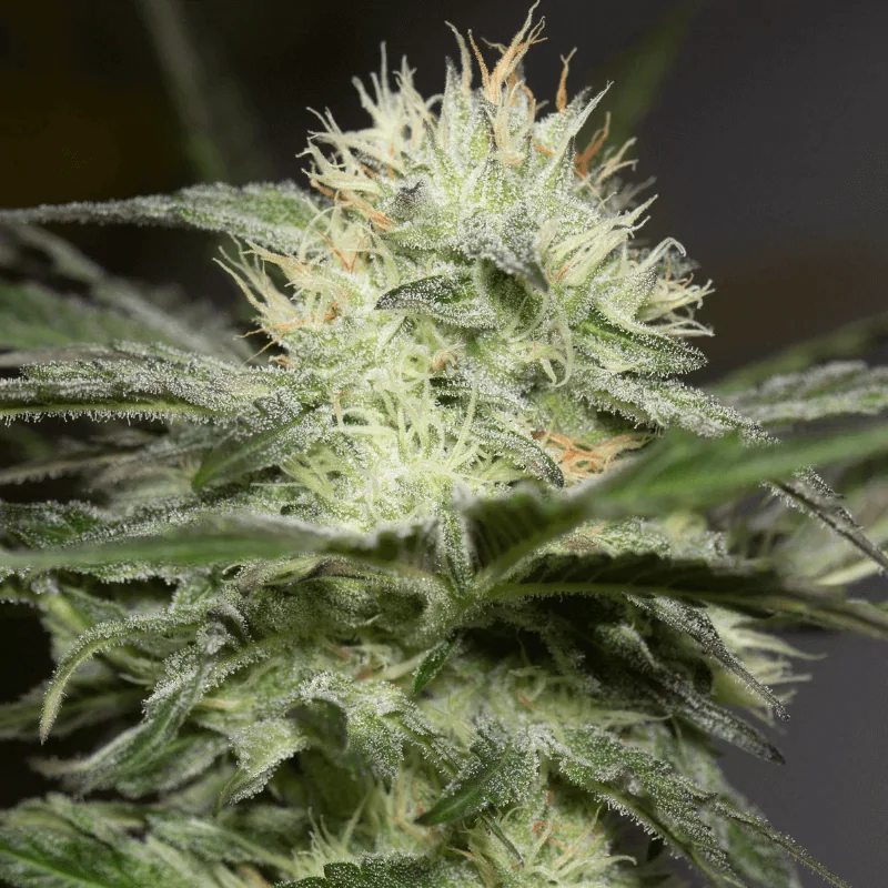 Silent Seeds Lemon Sorbet feminisiert