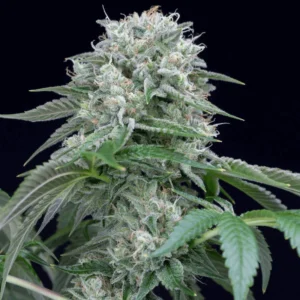 Silent Seeds Starfire OG feminisiert