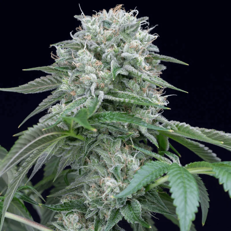 Silent Seeds Starfire OG feminisiert