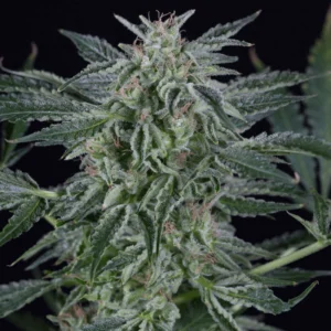 Silent Seeds Critical Jack Auto feminisiert
