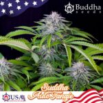 Buddha Tangie Auto feminisiert
