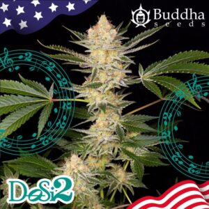 Buddha DoSi2 feminisiert