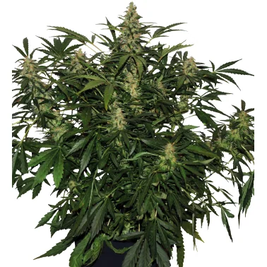 Buddha Seeds Deimos Auto regulär