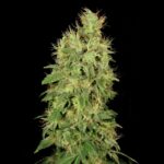 Serious Seeds Chronic CBD feminisiert