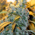 Serious Seeds Chronic feminisiert