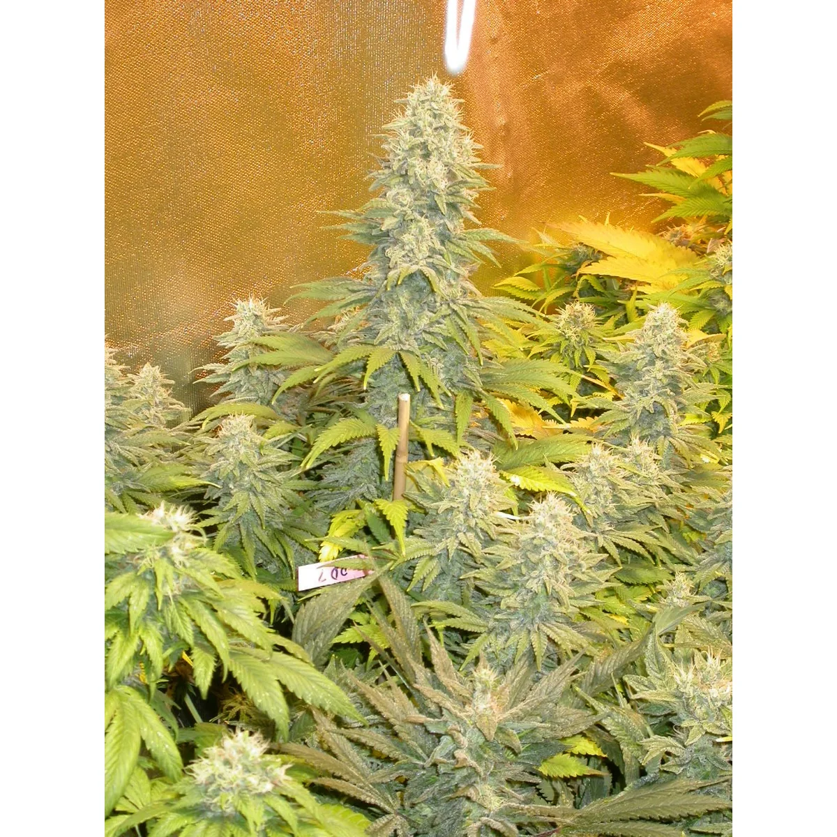 Serious Seeds Double Dutch feminisiert