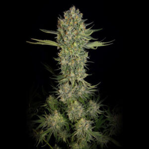 Serious Seeds Serious Kush feminisiert