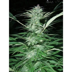 Serious Seeds Serious 6 feminisiert