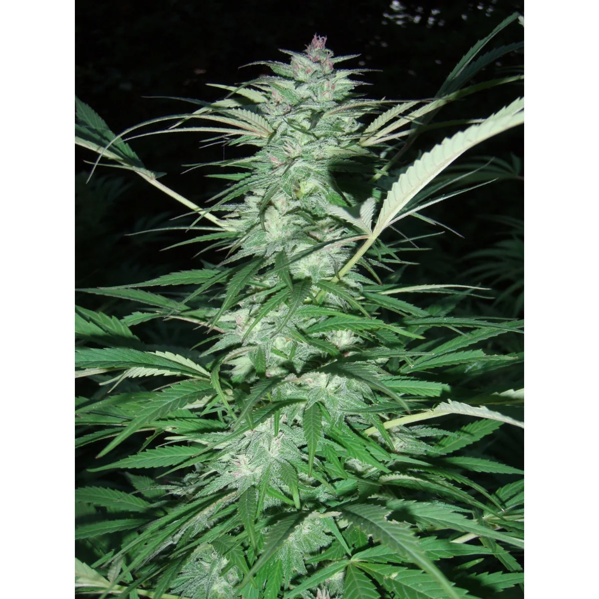 Serious Seeds Serious 6 feminisiert