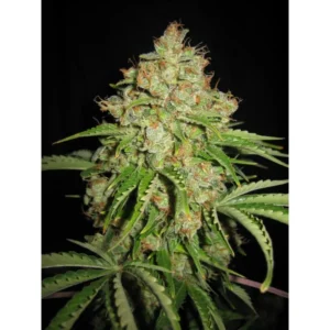 Serious Seeds White Russian Auto feminisiert