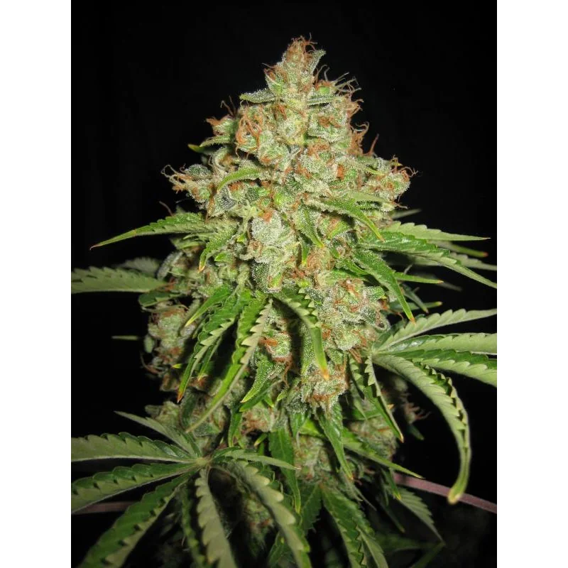 Serious Seeds White Russian Auto feminisiert