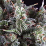 Pyramid Seeds Olympia Auto feminisiert