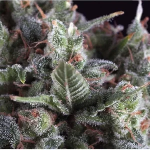 Pyramid Seeds Olympia Auto feminisiert