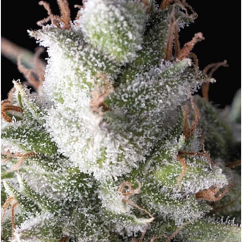 Pyramid Seeds Ramses Auto feminisiert