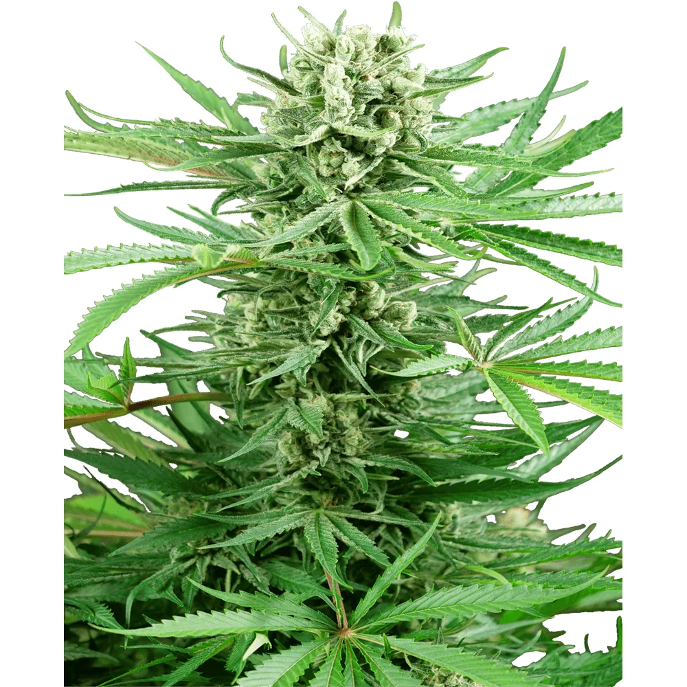 Sensi Seeds Papi Chulo OG feminisiert