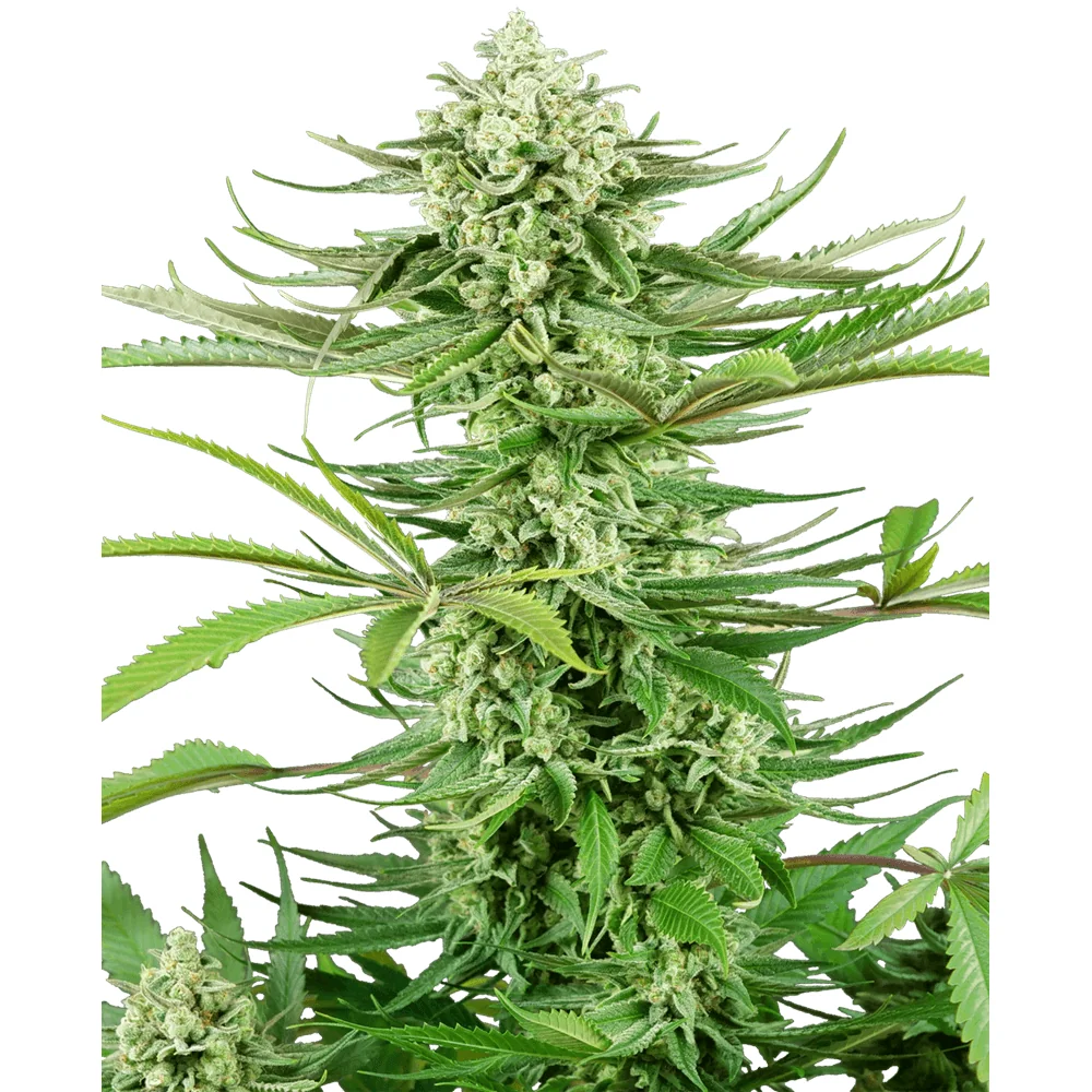 Sensi Seeds Cashew Kush feminisiert