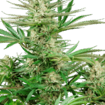 Sensi Seeds Malibu OG Gold feminisiert