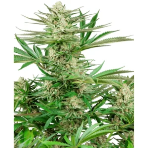 Sensi Seeds Malibu OG Gold feminisiert