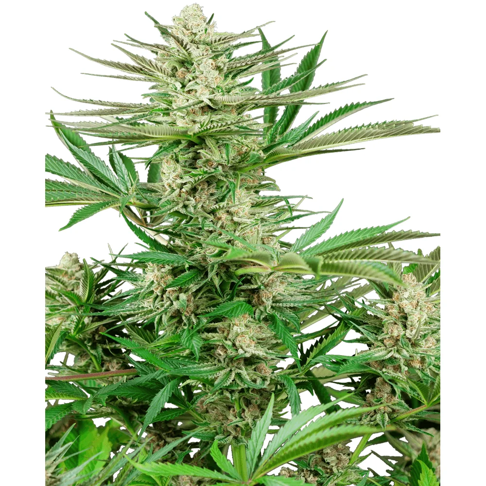 Sensi Seeds Malibu OG Gold feminisiert