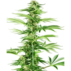 Sensi Seeds Honey Melon Haze feminisiert