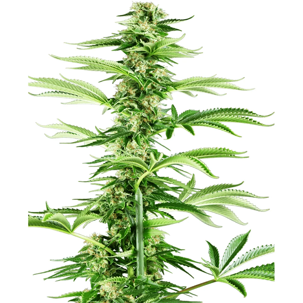 Sensi Seeds Honey Melon Haze feminisiert