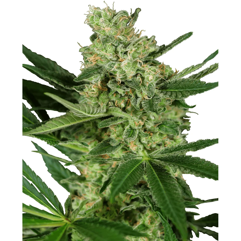Sensi Seeds Pumpkin Spice feminisiert