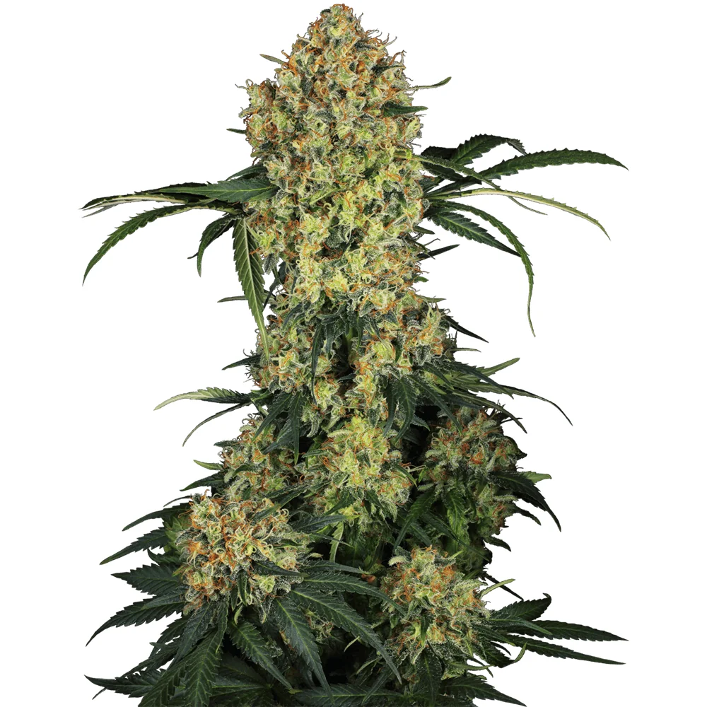 Sensi Seeds Aloha OG feminisiert