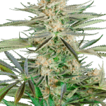 Sensi Seeds Screwdriver OG feminisiert