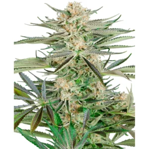 Sensi Seeds Screwdriver OG feminisiert