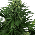 Sensi Seeds Honey Melon Kush feminisiert