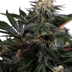 Sensi Seeds Lockdown Kush feminisiert