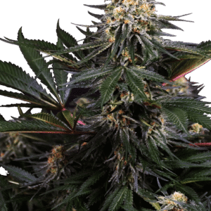 Sensi Seeds Lockdown Kush feminisiert