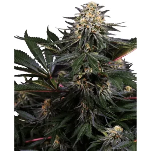 Sensi Seeds Lockdown Kush feminisiert