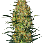 Sensi Seeds Caramellow Kush Auto feminisiert