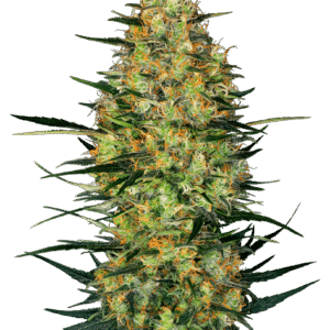 Sensi Seeds Caramellow Kush Auto feminisiert
