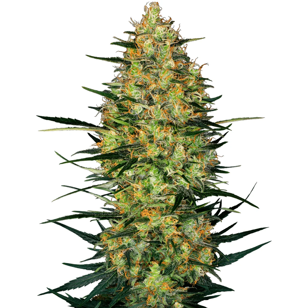 Sensi Seeds Caramellow Kush Auto feminisiert