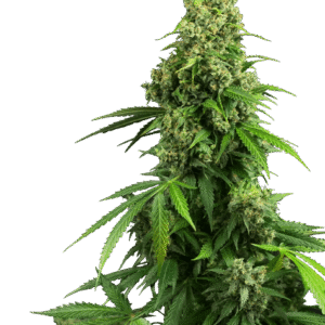 Sensi Seeds Honey Melon Kush Auto feminisiert