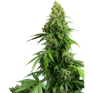 Sensi Seeds Honey Melon Kush Auto feminisiert