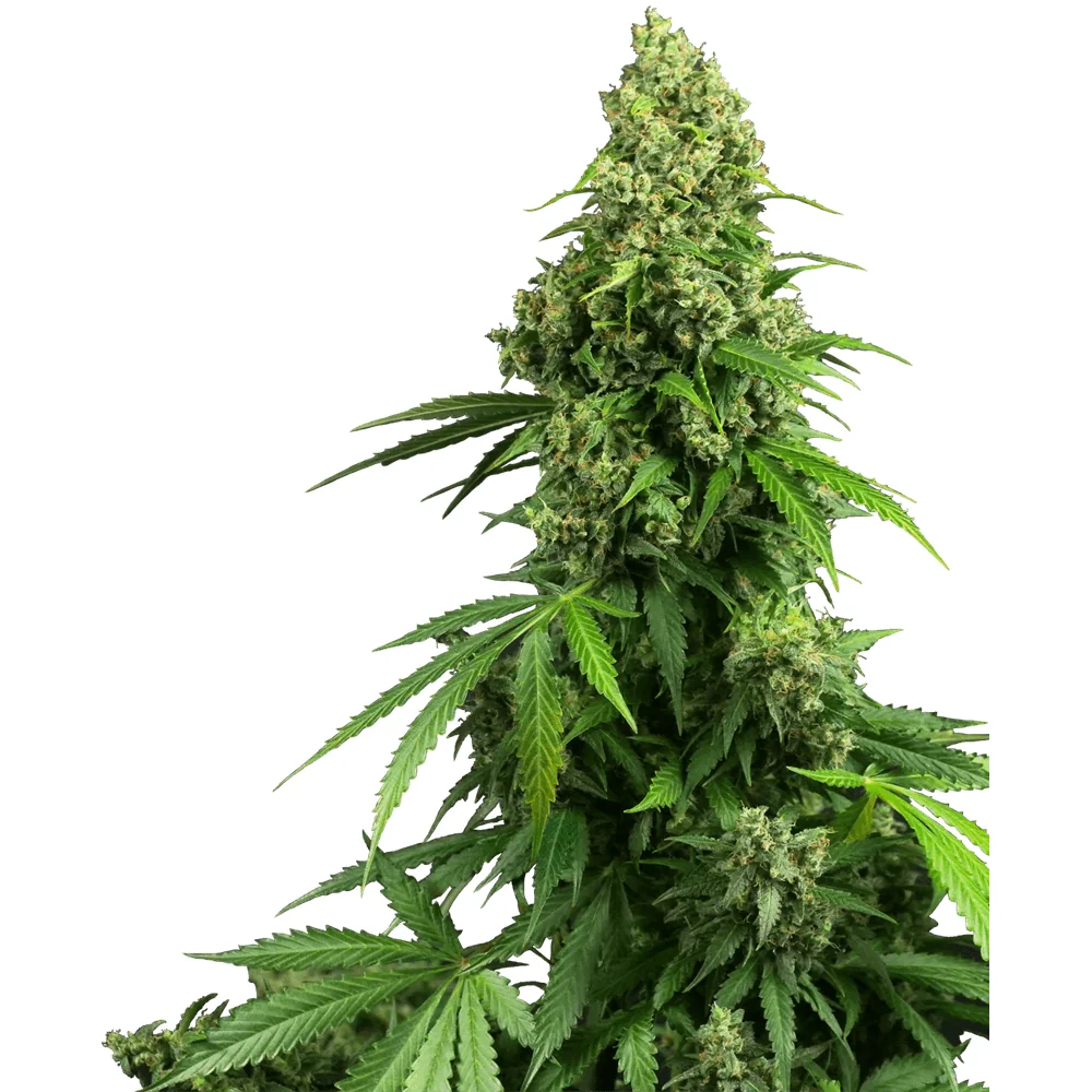 Sensi Seeds Honey Melon Kush Auto feminisiert