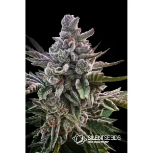 Silent Seeds Acai Jelly feminisiert