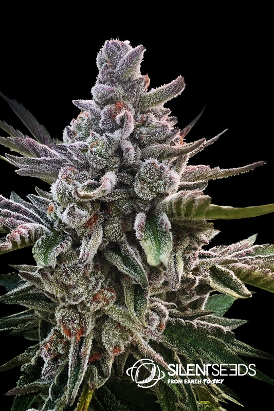 Silent Seeds Acai Jelly feminisiert