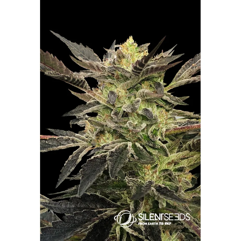 Silent Seeds Pink Sunset Auto feminisiert
