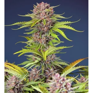 Sweet Seeds Mimosa Bruce Banner XL Auto feminisiert