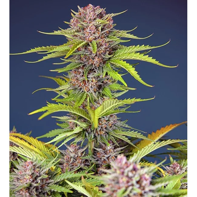 Sweet Seeds Mimosa Bruce Banner XL Auto feminisiert