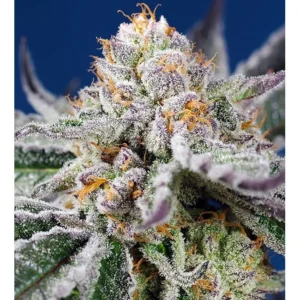 Sweet Seeds Orange Apricot Glue XL Auto feminisiert