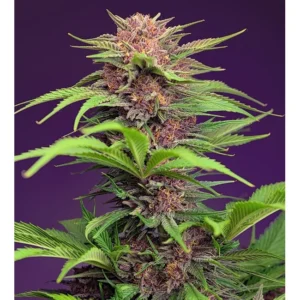 Sweet Seeds Red Mimosa XL Auto feminisiert
