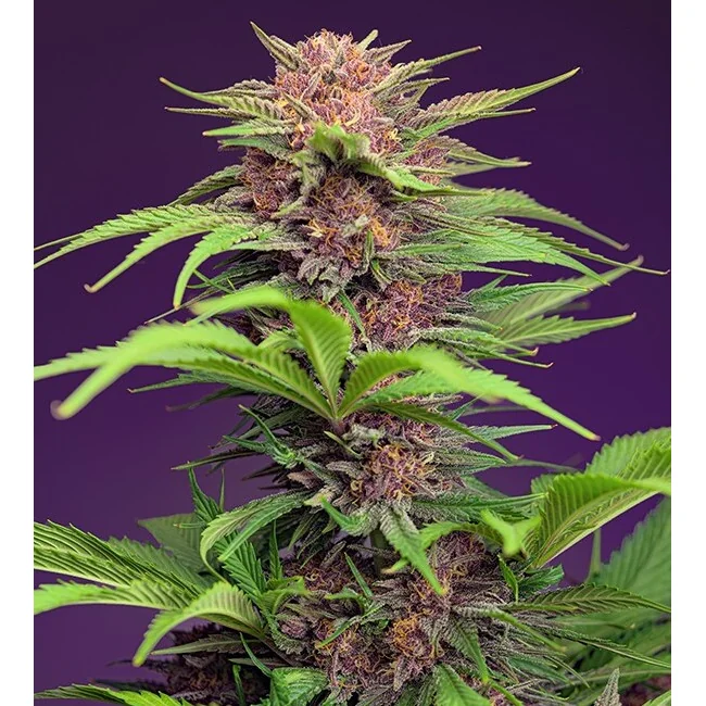 Sweet Seeds Red Mimosa XL Auto feminisiert
