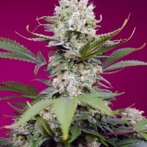 Sweet Seeds Sweet Mandarine Zkittlez XL Auto feminisiert